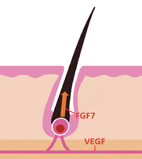 FGF-7又はVEGF産生促進剤及びその配合物 FGF-7又はVEGF産生促進剤及びその配合物