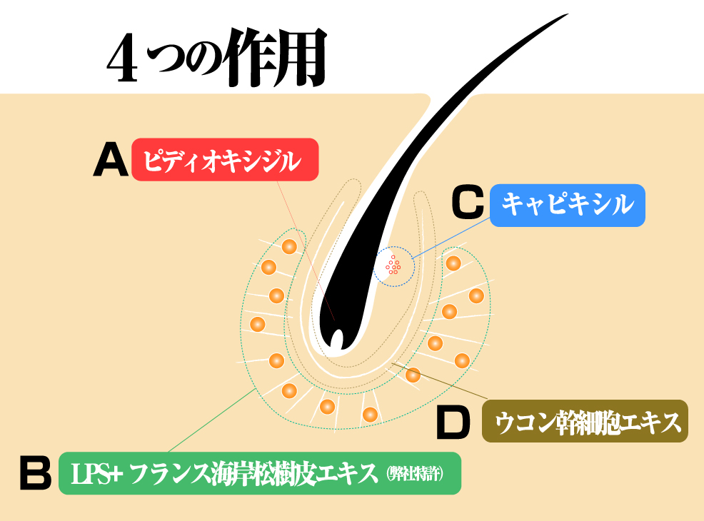 4つの作用 (A)ピディオキシジル:血流改善を行い毛を太くする
(B)LPS+フランス海岸松樹皮エキス(弊社特許):マクロファージをプライミング状態にして炎症を抑える
(C)キャピキシル:毛根幹細胞、パルジに栄養を与える
(D)ウコン幹細胞エキス:毛がなえる事を防ぐために毛乳頭遺伝子を調整する